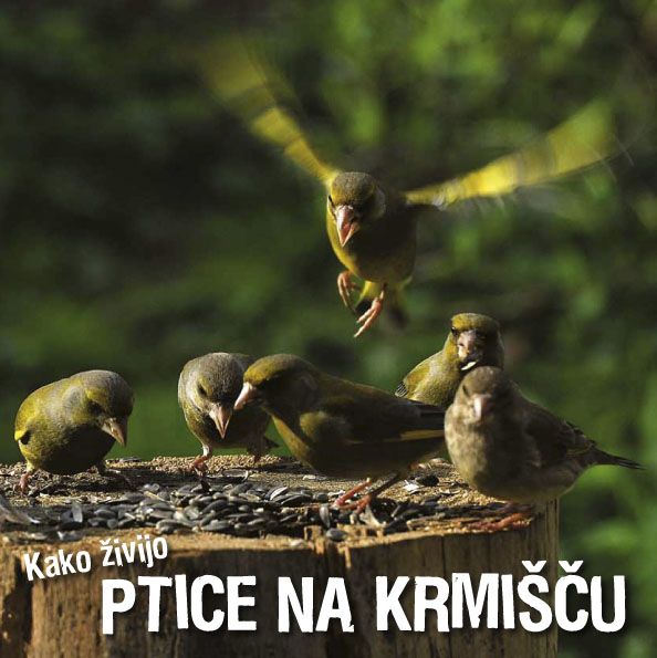Ivan Esenko: Kako živijo ptice na krmišču