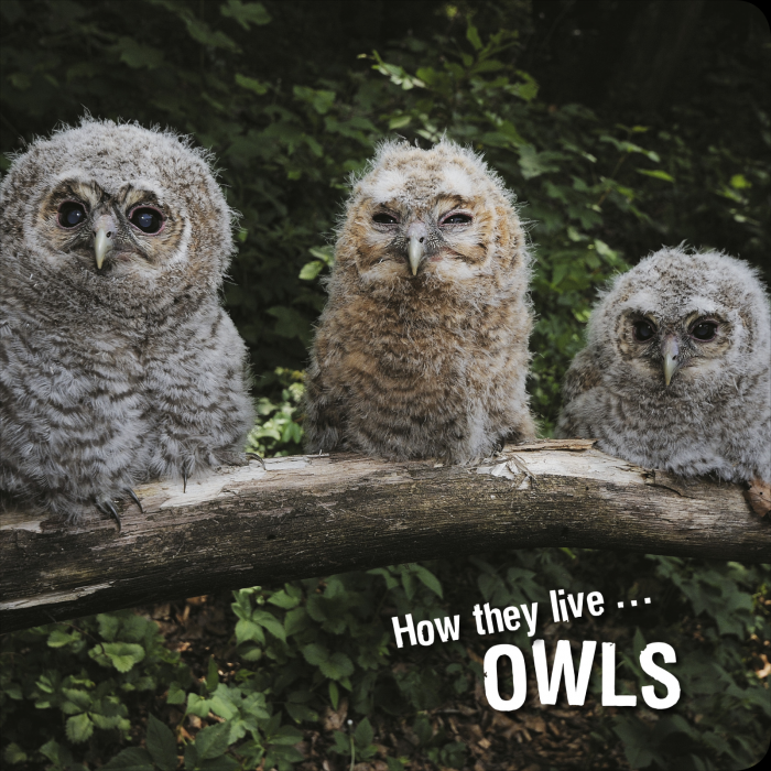 Ivan Esenko: Owls
