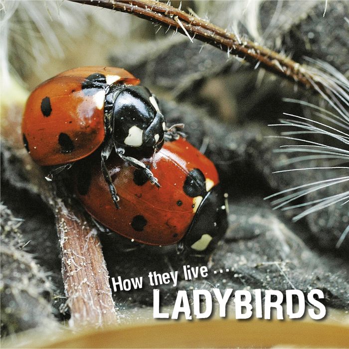 Ivan Esenko: Ladybirds