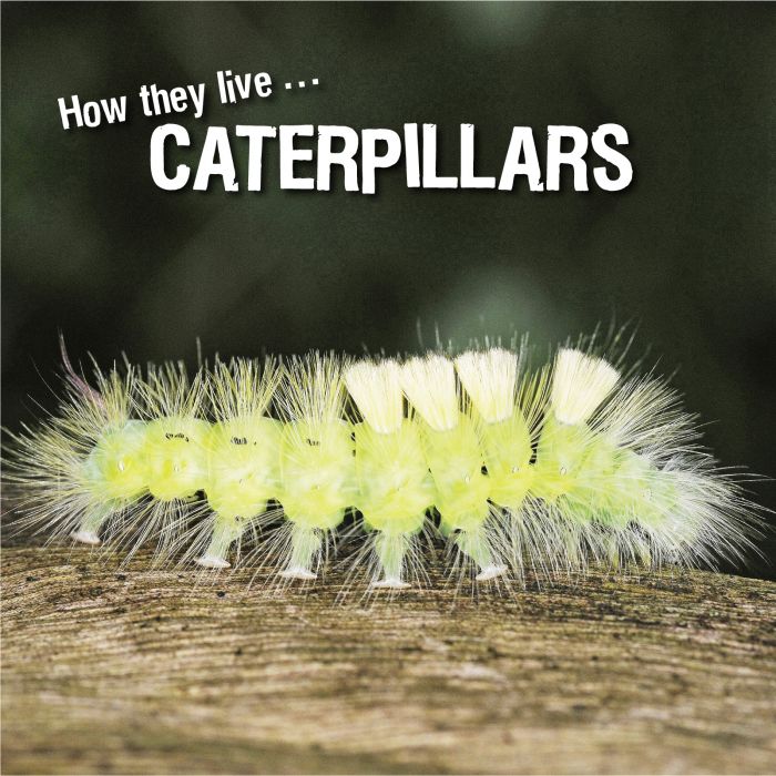 Ivan Esenko: Caterpillars