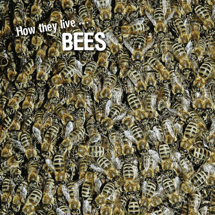 Ivan Esenko: Bees